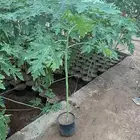 شتلات بابايا ريد ليدي