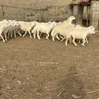 طليان الإعمار من فوق سته اشهور ياضحون