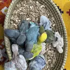 فروخ روز