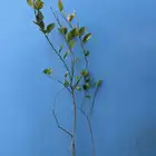 مشتل شتلات حمضيات