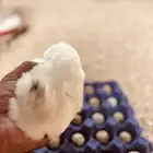 بيض سمان تكساس