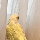 كنيور مون شيك هدد نشبه الليف حمامه