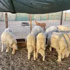 طليان تربية ذبائح او عقيقة على البرسيم والشعير