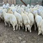 طليان اضاحي