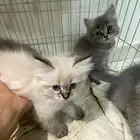 4 قطط