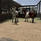 غنم معزاء عرس