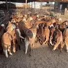 للببيع غنم سواكني