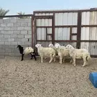 ذبايح حريات