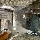جوز بانتيز وجوز كمنقر. الكتاب. بين من عنونه