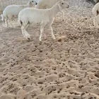 بهم حري