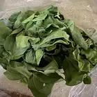 ورق سدر بلدي