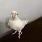 ذكر كروان