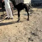 قعود عمره شهر تم البيع