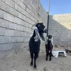 عنز عارضيه صنف أصيله تحتها جفره