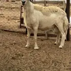طلي حري صنف