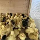 بط بكيني شرشير