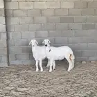طلي ورخل فل شحم وشعره وطرف