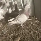 تم البيع الله يبارك لرعيه