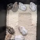 هامستر ونتر وايت للبيع (الدب الروسي)