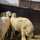 طليان فاخره