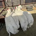 طليان وتيوس ذبايح نظيفه ع الشرط ( سلخ وتوصيل )