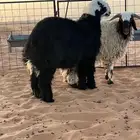 للبيع طليان