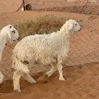رخله طيبه جدا