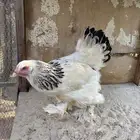 دجاج البرهماه