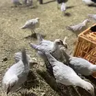 صيصان فيومي المنيوم