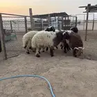 خرفان نعيم بلدي
