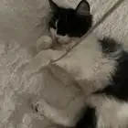قط تبني
