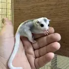 بيي شوقر قلايدر-Baby sugar glide