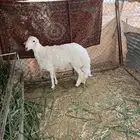 مشروع فحل صنف العمر 9 شهور مشروط يكشف من اول فكة