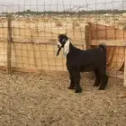 تيس صنف للبيع
