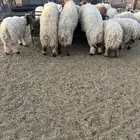 خرفان نعيم طيبه