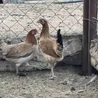 طقم دجاج عربي فاخر