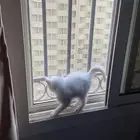 قط شيرازي عمره شهريين