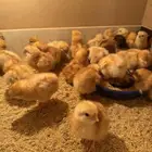 صوص لوهمان صافي