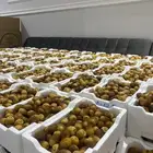 روثانا مناصيف