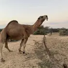 بعير حمر كفو