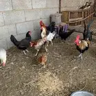 دجاج بلدي