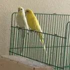 جوز طيور الحب