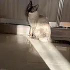 قطوة للتبني
