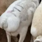 سواكن ورفيديات وبرابر طب وتخير