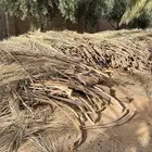 عسيب او سعف