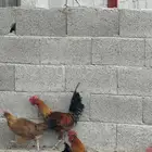 دجاج عربي ديكين ودجاجتين