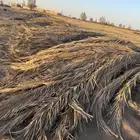 عسبان - سعف - جريد نخل