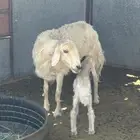 نعجه صفراء متبع للبيع