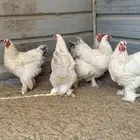 للبيع دجاج براهما كولمبي