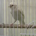 كناري ستنايت كرست كلاسيك